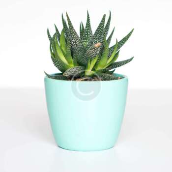 Haworthia veneosa tessellata