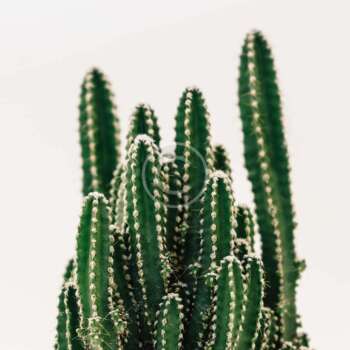 Espostoa melanostele