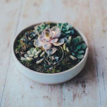 Abromeitiella Chlorantha