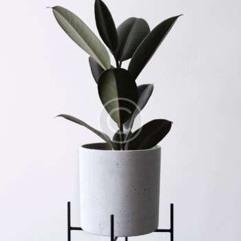 Ficus Benjamina