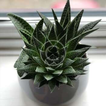 Aloinopsis schooneesii